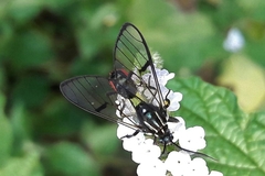 Argyroeides ophion