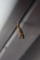 Microchilo inouei