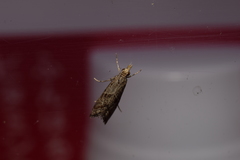 Microchilo inouei