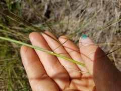 Piptochaetium avenacioides