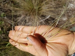 Piptochaetium avenacioides