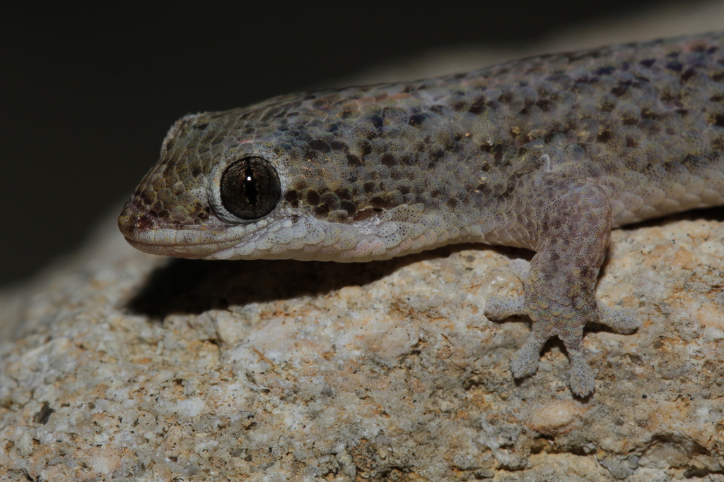 Grandidier's Gecko