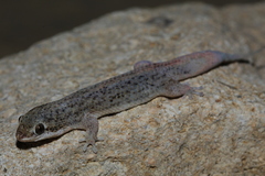 Geckolepis typica