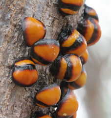 Libyaspis coccinelloides