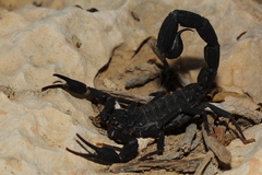 Teruelius grandidieri