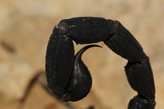 Teruelius grandidieri