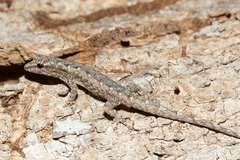 Lygodactylus tuberosus