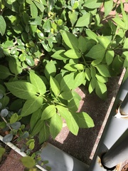 Bidens alba