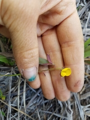 Crotalaria rotundifolia