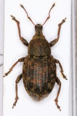 Tropiphorus elevatus