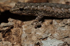 Lygodactylus tuberosus