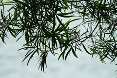 Acacia confusa