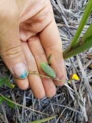 Crotalaria rotundifolia