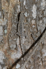 Lygodactylus tuberosus