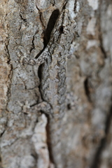 Lygodactylus tuberosus