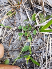 Crotalaria rotundifolia