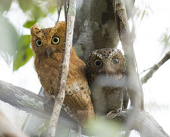 Otus ireneae
