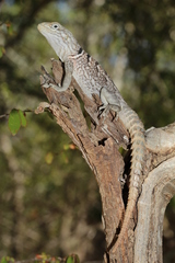 Oplurus cyclurus