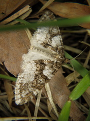 Esakiopteryx volitans