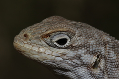 Oplurus cyclurus