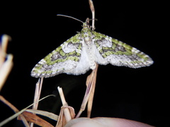 Esakiopteryx volitans