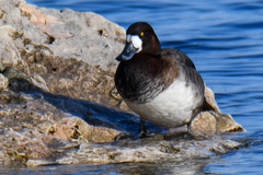 Greater Scaup photo 4