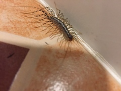 Thereuonema tuberculata