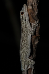 Phelsuma mutabilis
