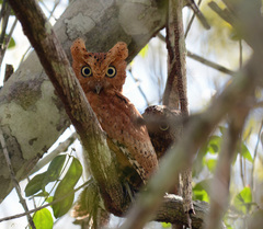 Otus ireneae