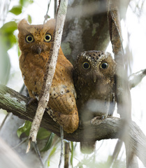 Otus ireneae