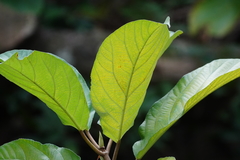 Ficus fistulosa