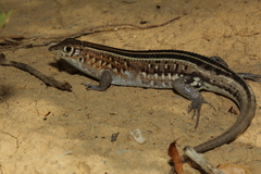 Madagascar Girdled Lizard photo 1