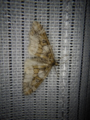 Esakiopteryx volitans