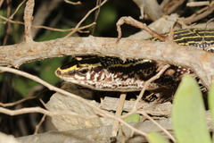 Four-Lined Girdled Lizard photo 4