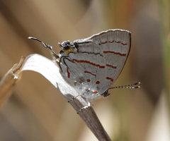 Hemiolaus cobaltina