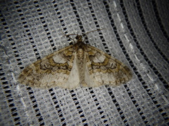 Esakiopteryx volitans