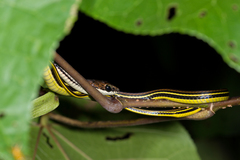 Dendrelaphis caudolineatus