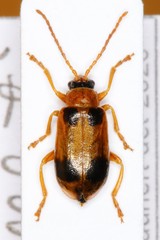 Phyllobrotica quadrimaculata