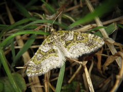 Esakiopteryx volitans