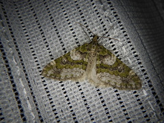 Esakiopteryx volitans