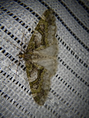 Esakiopteryx volitans