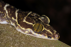 Cyrtodactylus consobrinus