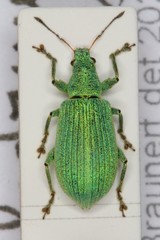 Polydrusus planifrons