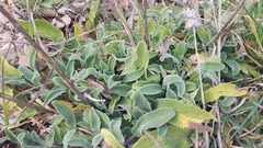 Stachys cretica