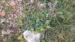 Stachys cretica