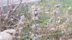 Stachys cretica