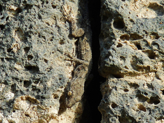 Mediodactylus heterocercus