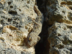 Mediodactylus heterocercus
