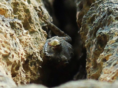 Mediodactylus heterocercus