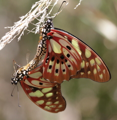Graphium cyrnus